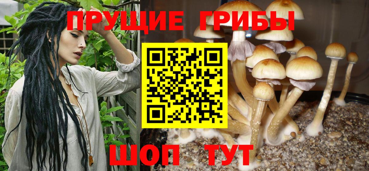 Дербент  Псилоцибиновые грибы Psilocybine cubensis  Вход с VPN  Псилоцибиновые грибы Cubensis 